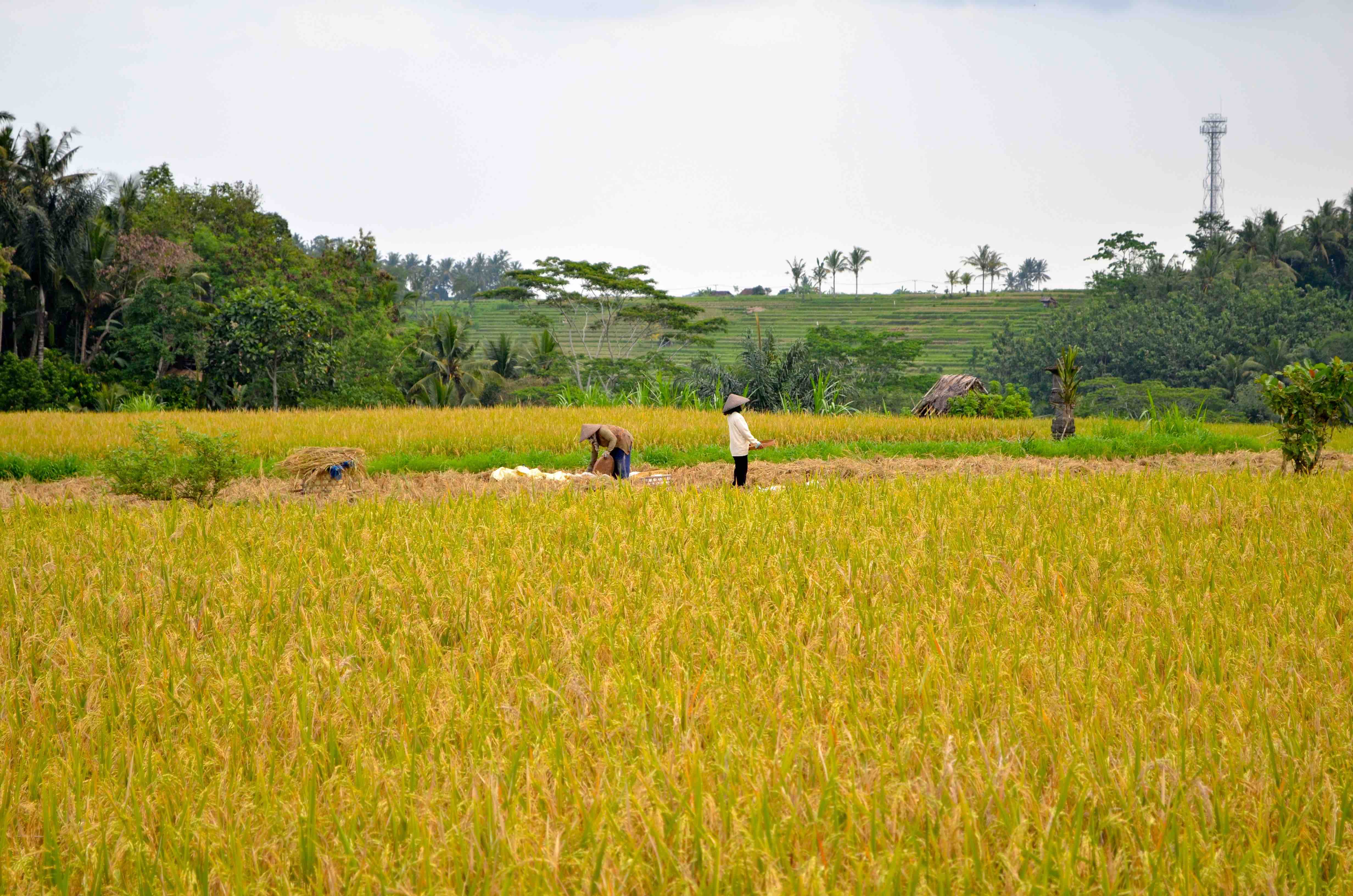 "Image
description here"