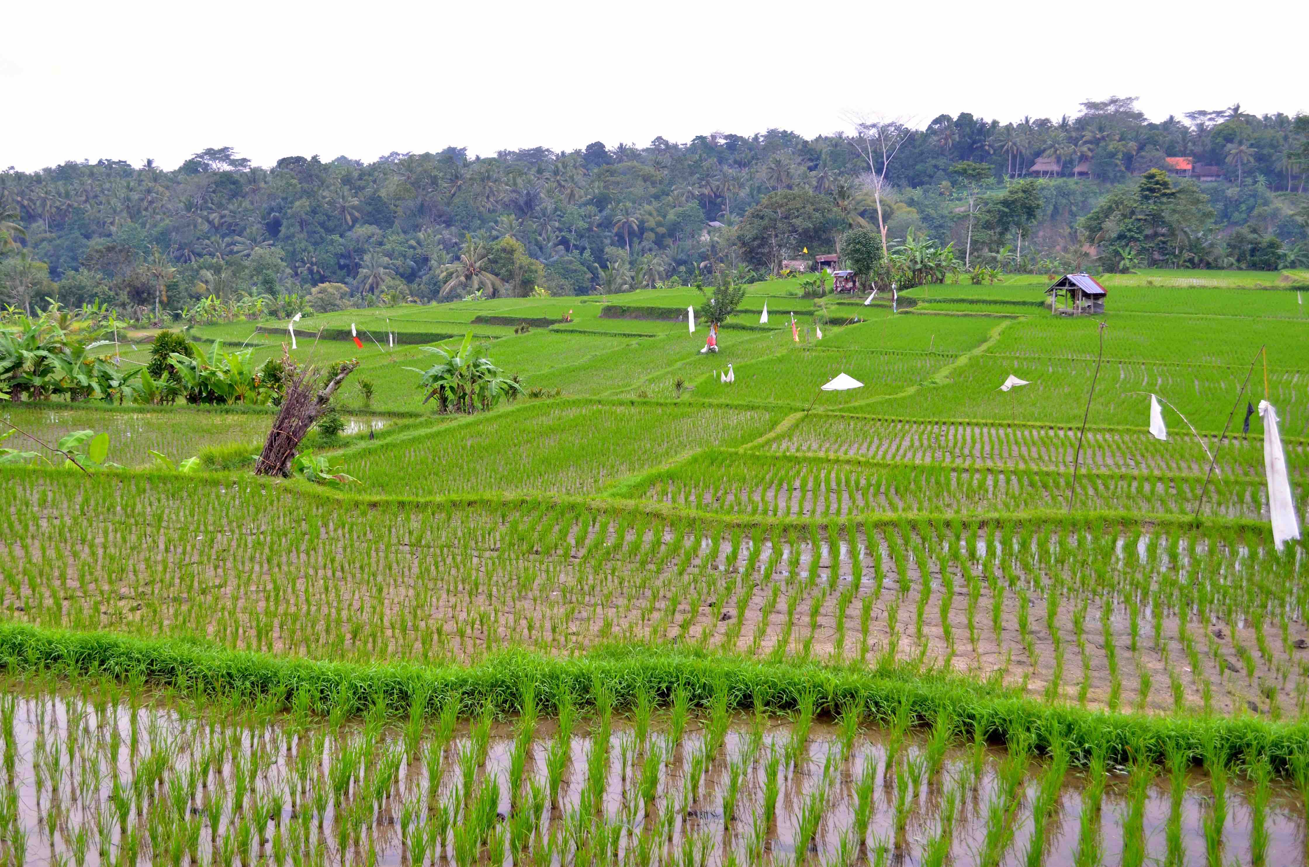 "Image description
here"